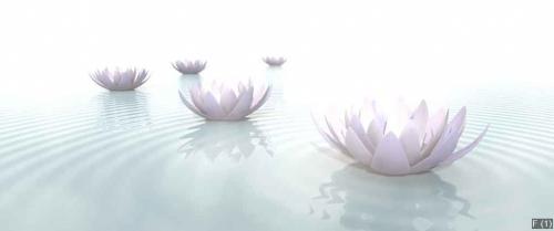 Zen Flowers on water in widescreen
