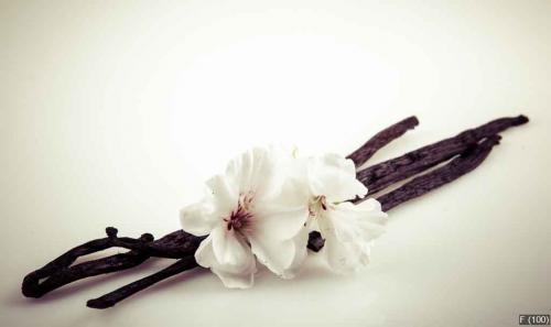 Vanilla Bean And Flower