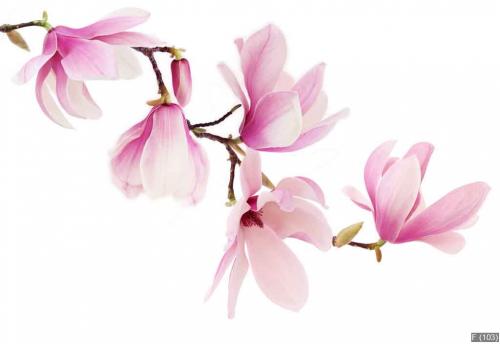 Pink spring magnolia flowers branch