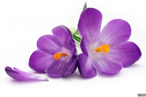 Crocus