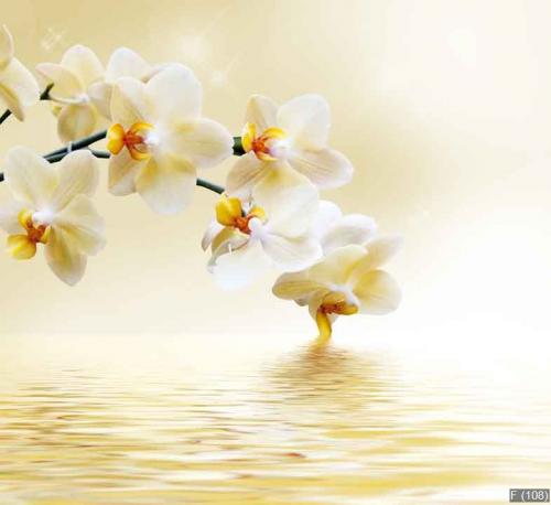 Beautiful white orchid