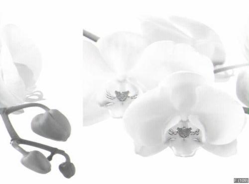 White orchid isolated on white background.