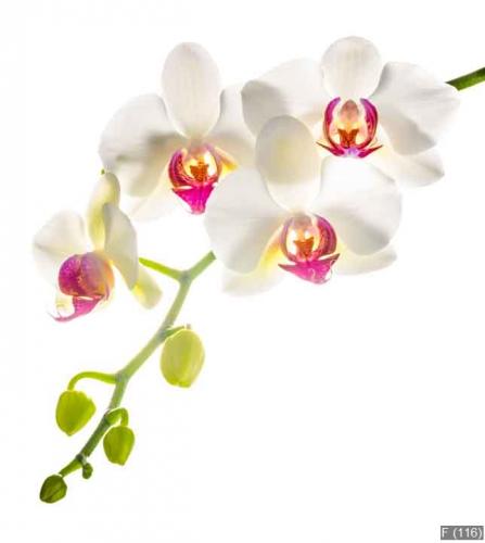 white with red   phalaenopsis with is isolated on white backgrou