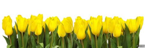 LINE OF YELLOW TULIPS