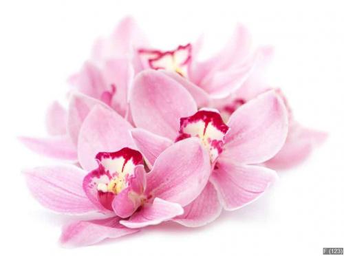 pink orchid flowers isolated