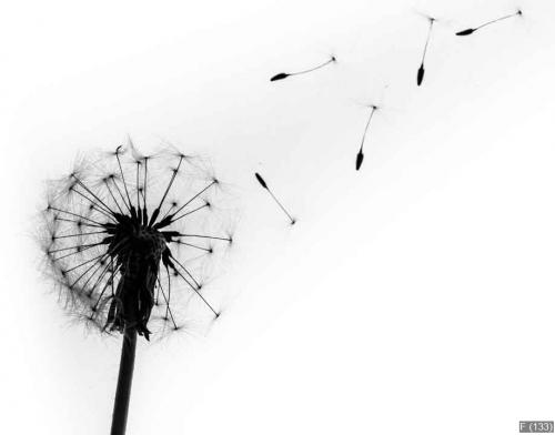 Dandelion, Single Flower, Flower.