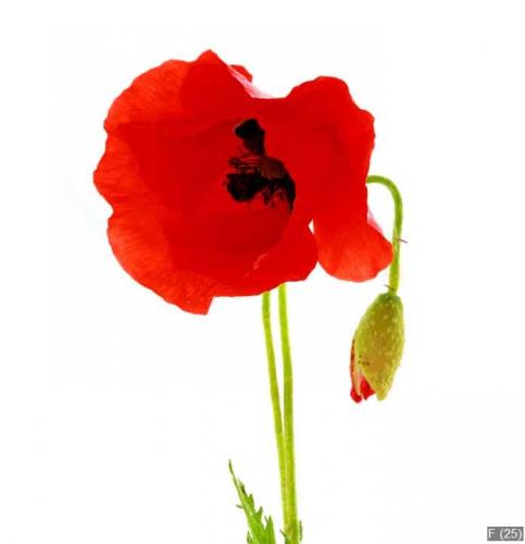 coquelicot