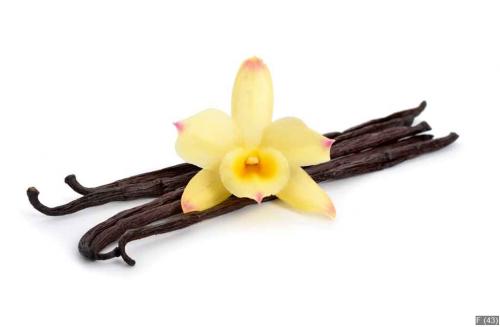 Vanilla pods with one yellow orchid.