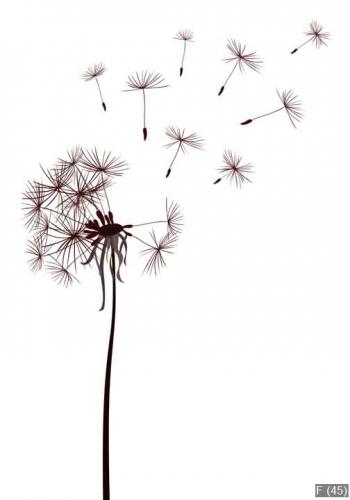 dandelions