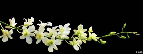 White Orchid