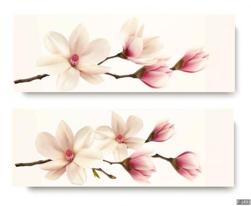 Two magnolia banners. Vector.