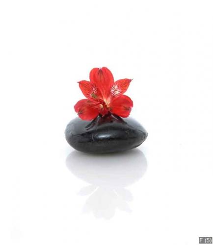 Red orchid on black stones