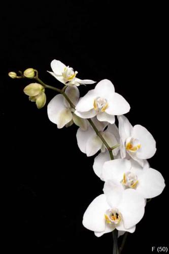 White orchid isolated on black