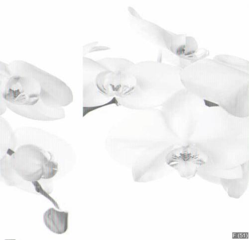 white orchid isolated on white