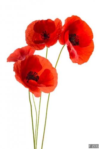 Coquelicots