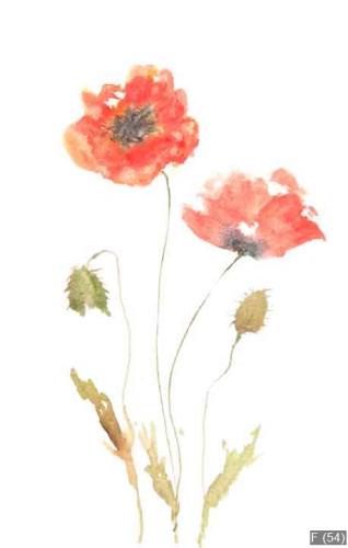 Red poppy flower, watercolor painting