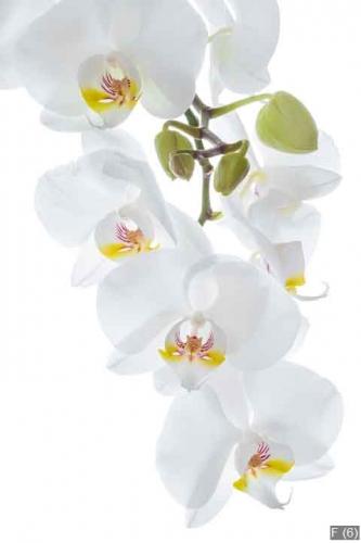 White orchid flowers hanging