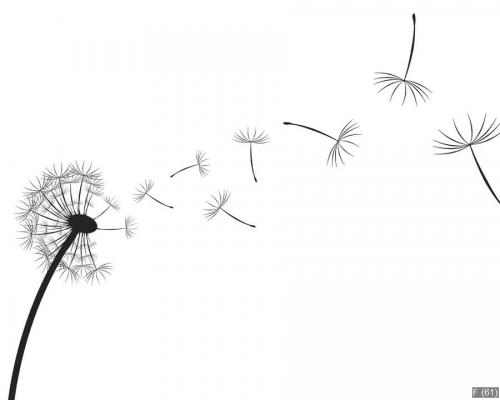 Dandelion seeds silhouette