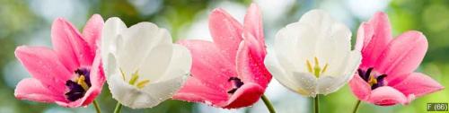 tulips on a green background