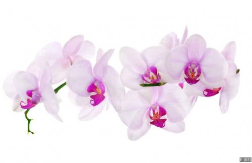 lot of light pink isolated orchids