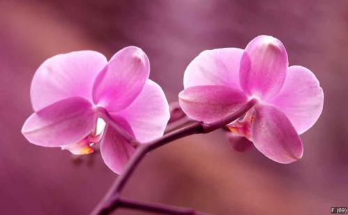 Storczyki - Orchidea