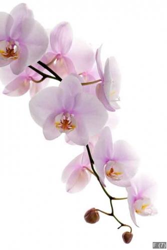 Orchideen Isoliert