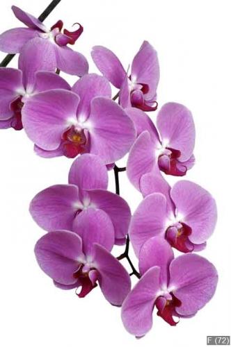 orchidee 1