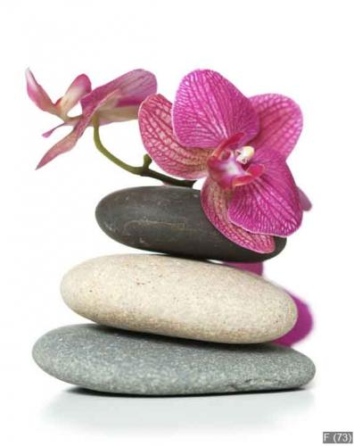 Orchid laying on stones