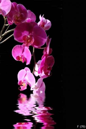 Orchidée phalaenopsis rose dans l'eau