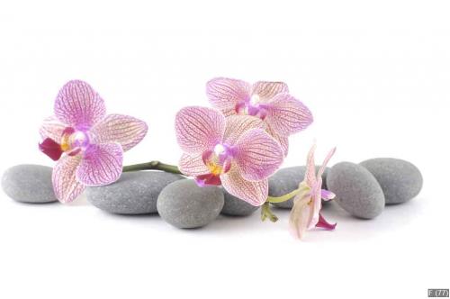 Still life with pink orchid with gray stones