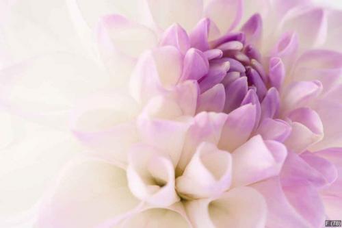 White dahlia close-up