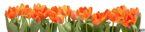 Orange Tulips