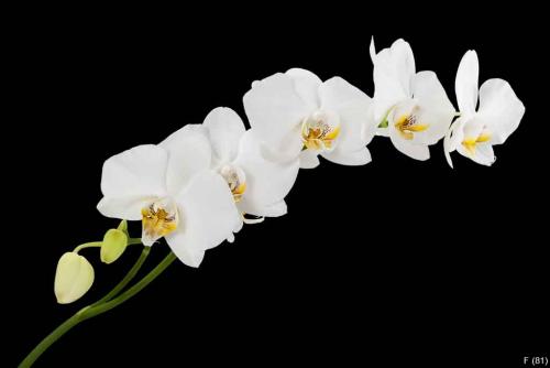 White orchids with yellow middles isolated on black