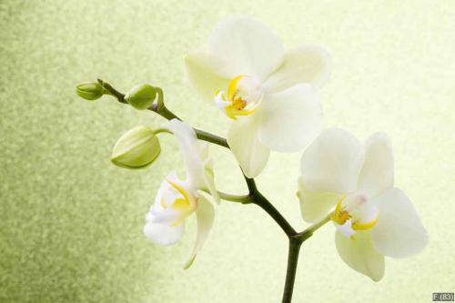 Orchid flower.