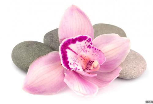 Stones and pink orchid flowers