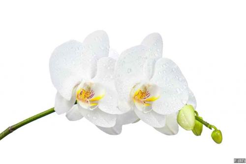 Blooming twig of white orchid isolated on white background.