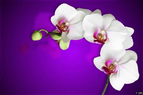white orchids on gradient purple background