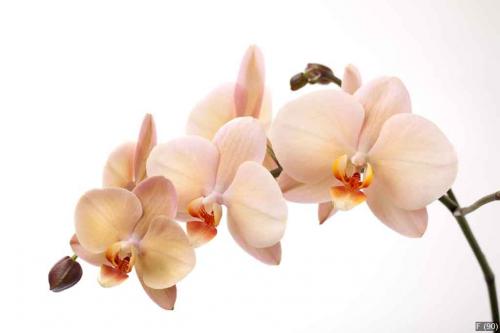 Isolated orchid flowers on white