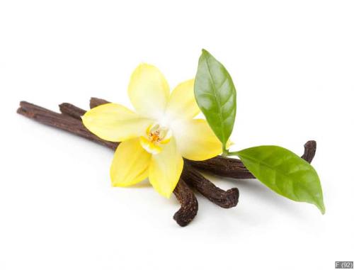 Vanilla pods and orchid flower isolated on white background