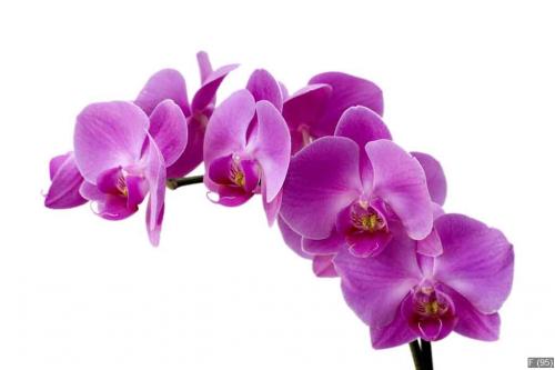 Orchid