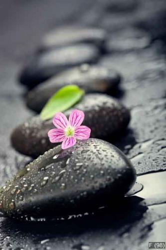 Pink flower and green leaf on spa stone on wet black surface, cl