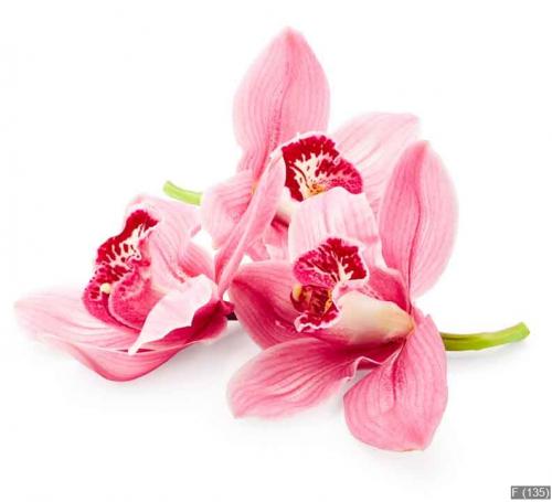 Orchid flowers