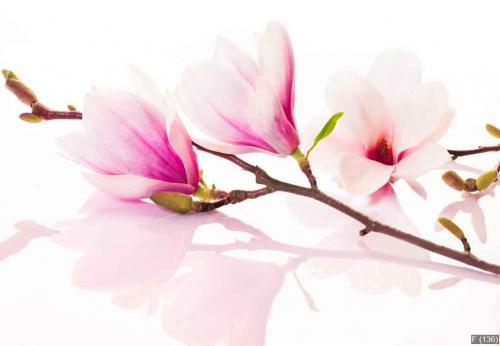 Pink spring flowers with reflection