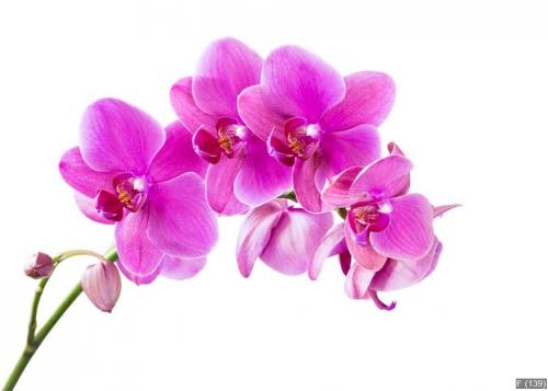 Orchid