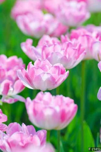 Garden with tulip flowers in summer