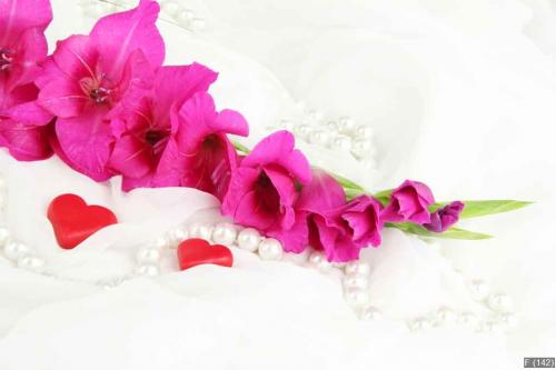 Beautiful gladiolus flower on white fabric background