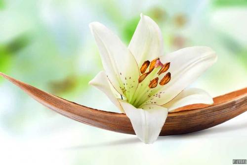 Beautiful white lily flower on a coco palm leaf