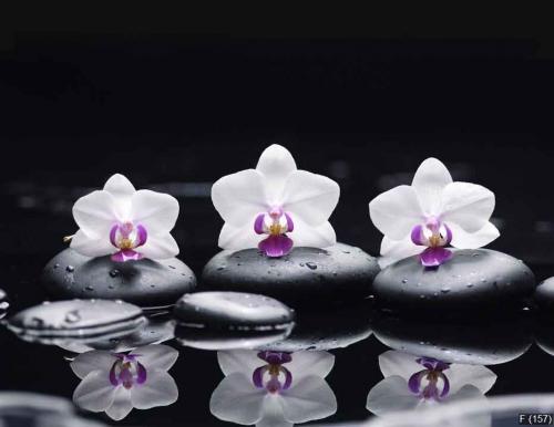 orchid flower and stones in water drops