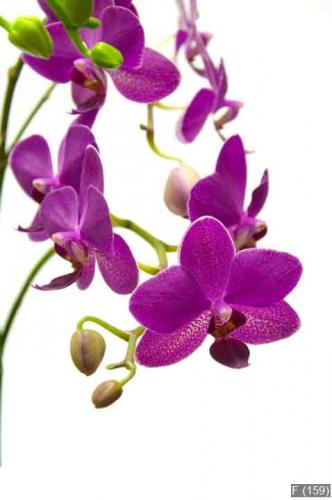 Orchidee