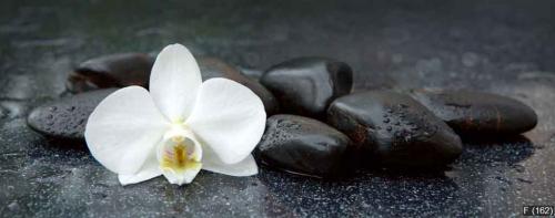 White orchid and black stones close up.